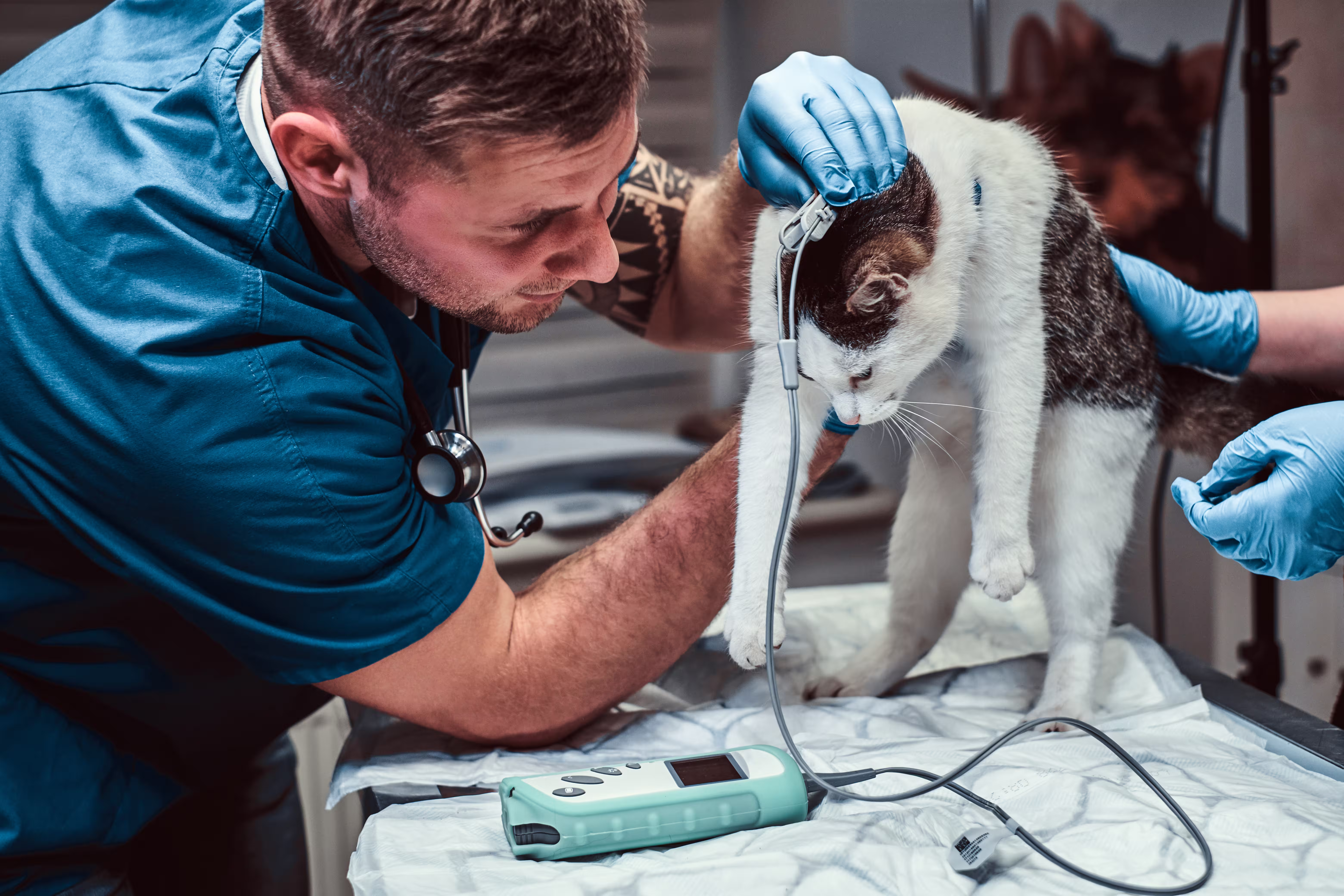 Cat receiving a medical examination at the clinic