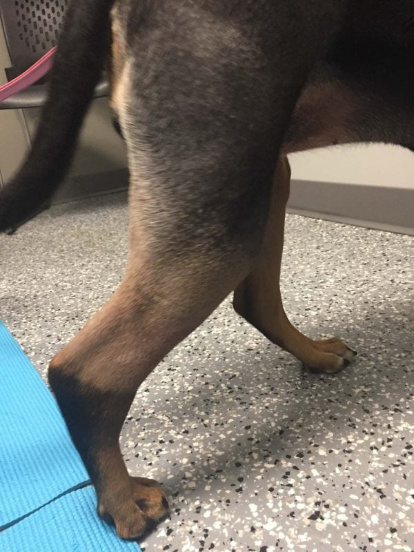 Pet leg wound before the first laser therapy treatment