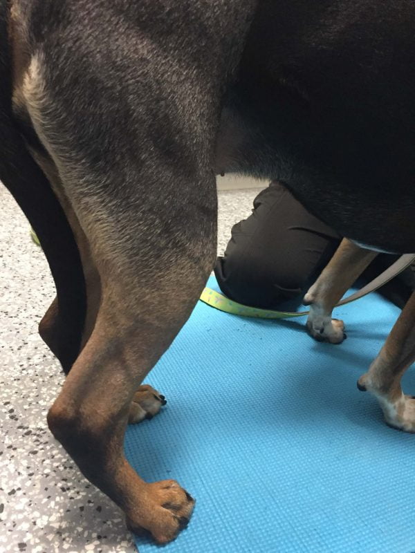 Pet leg two days after the first laser therapy treatment