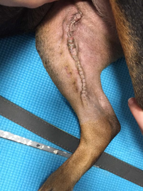 Healing progress on pet leg two days after laser therapy